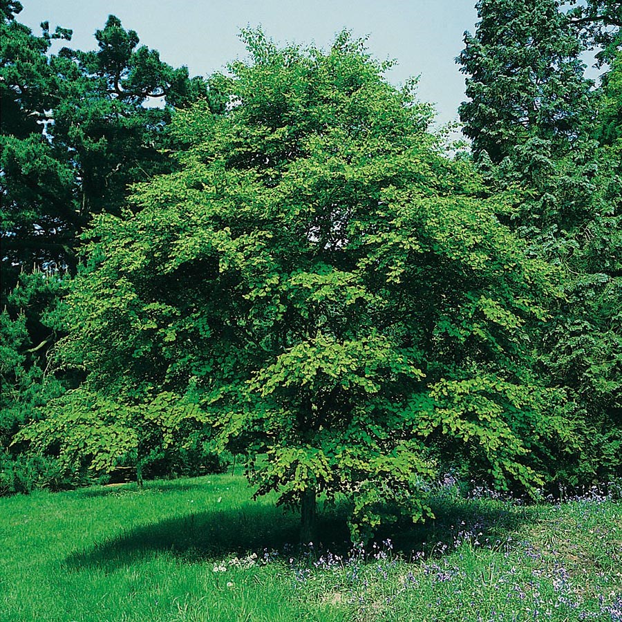 Prydnadsbuske Omnia Garden Katsura- Brödträd med Hjärtformade Blad 125-150cm