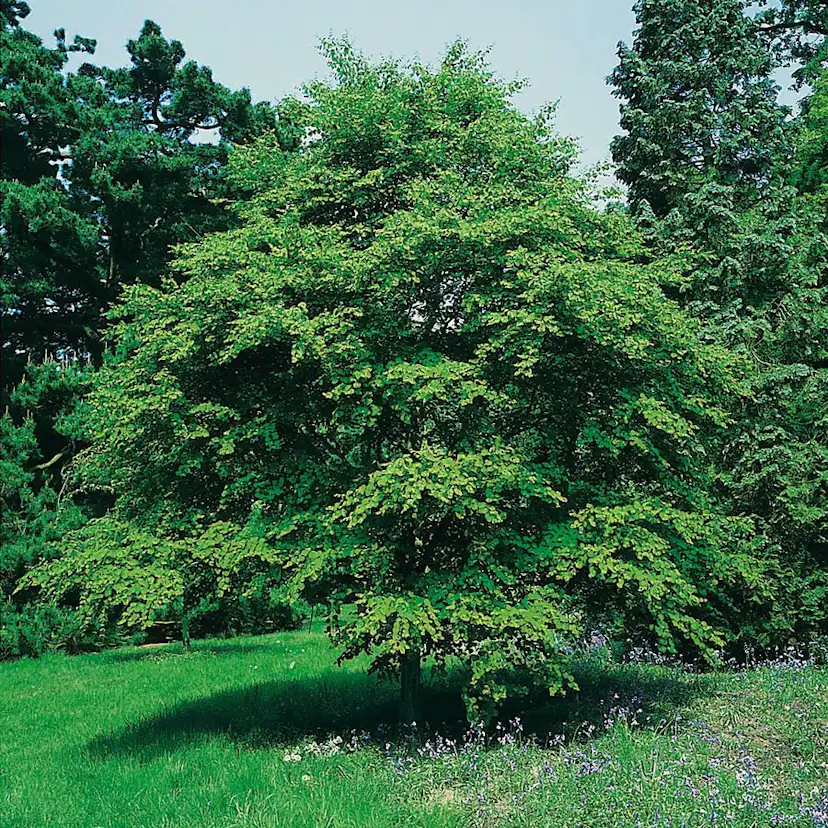 Prydnadsbuske Omnia Garden Katsura- Brödträd med Hjärtformade Blad 125-150cm