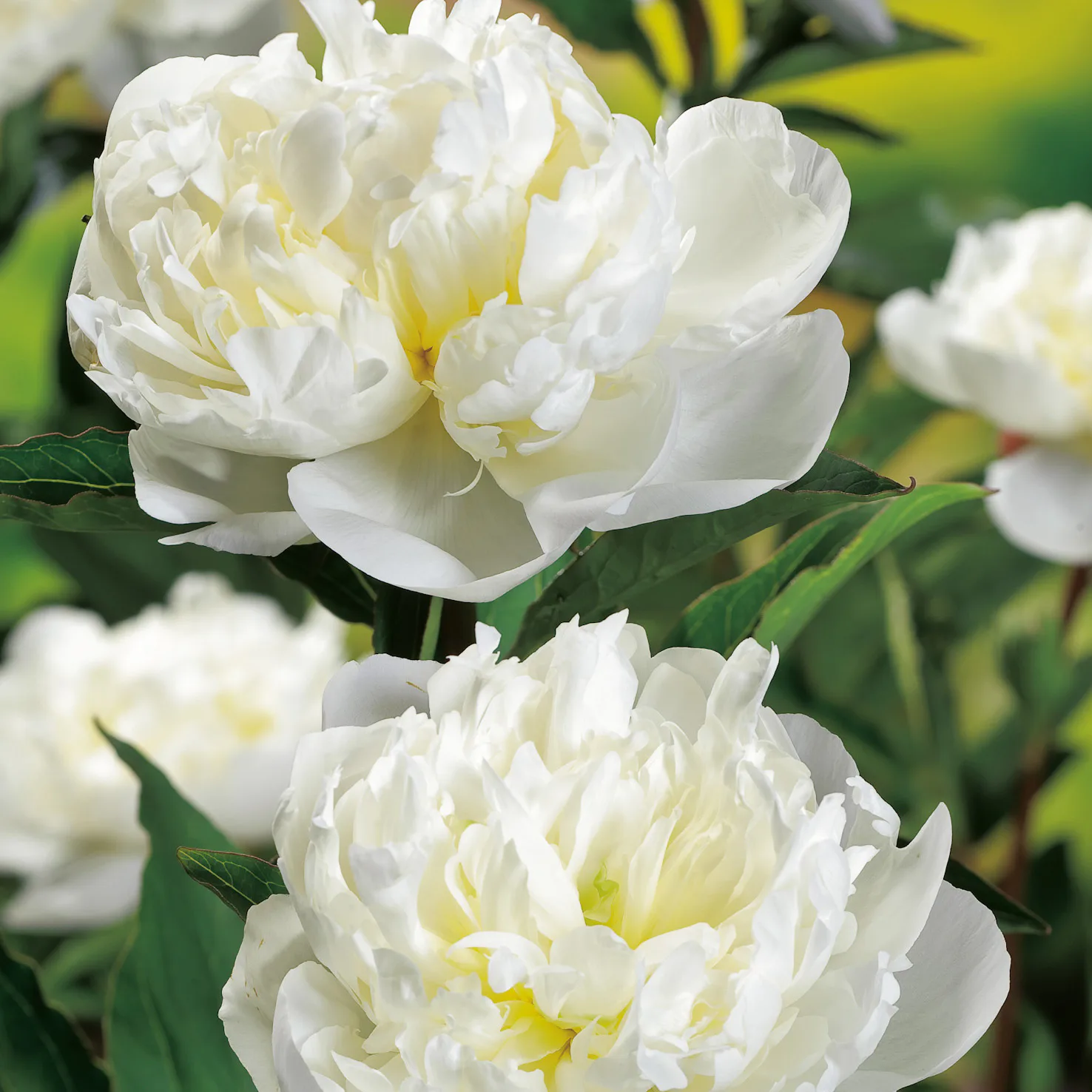 Luktpion Omnia Garden Duchesse De Nemours