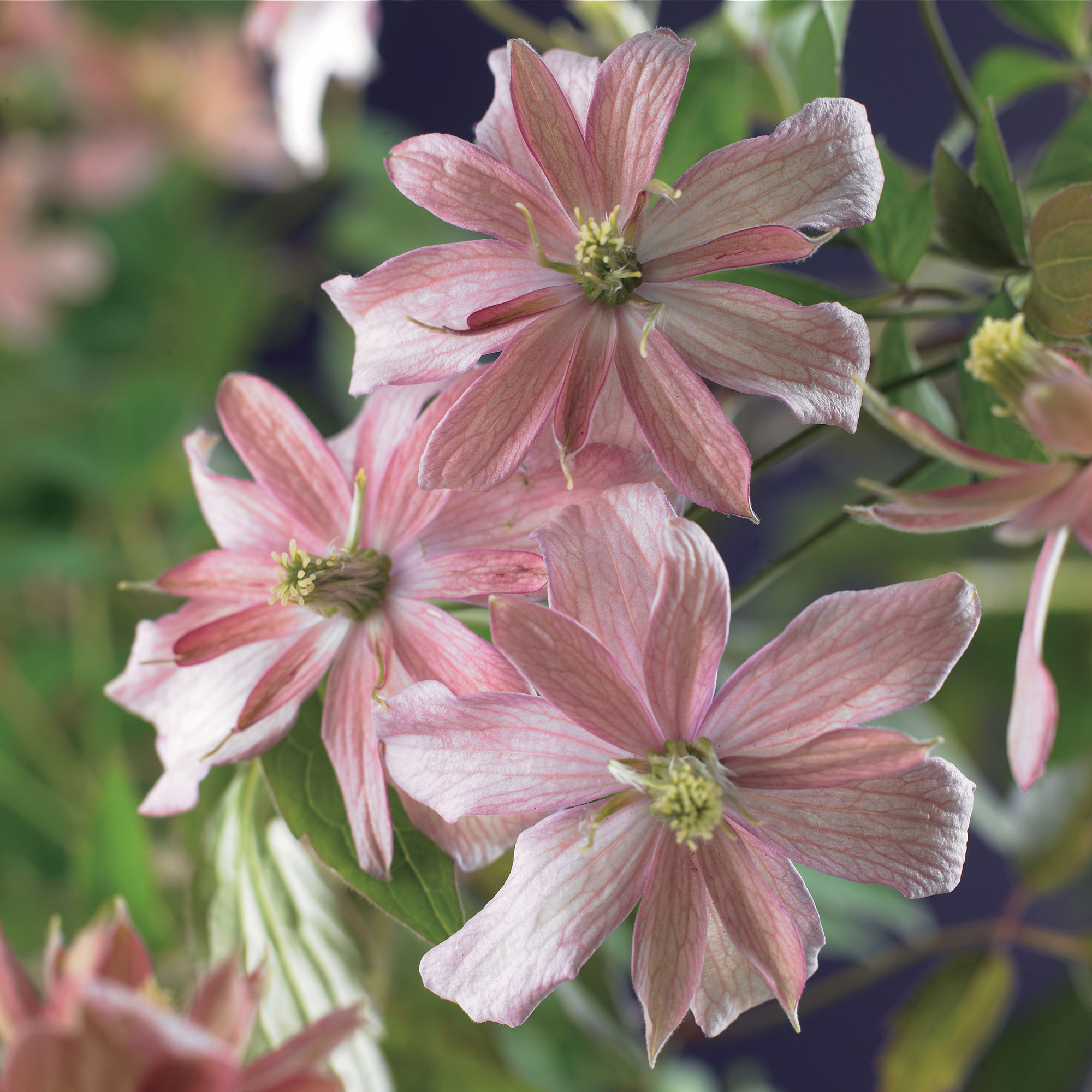 Klätterväxt Bergklematis Omnia Garden Broughton Star 40-60 cm