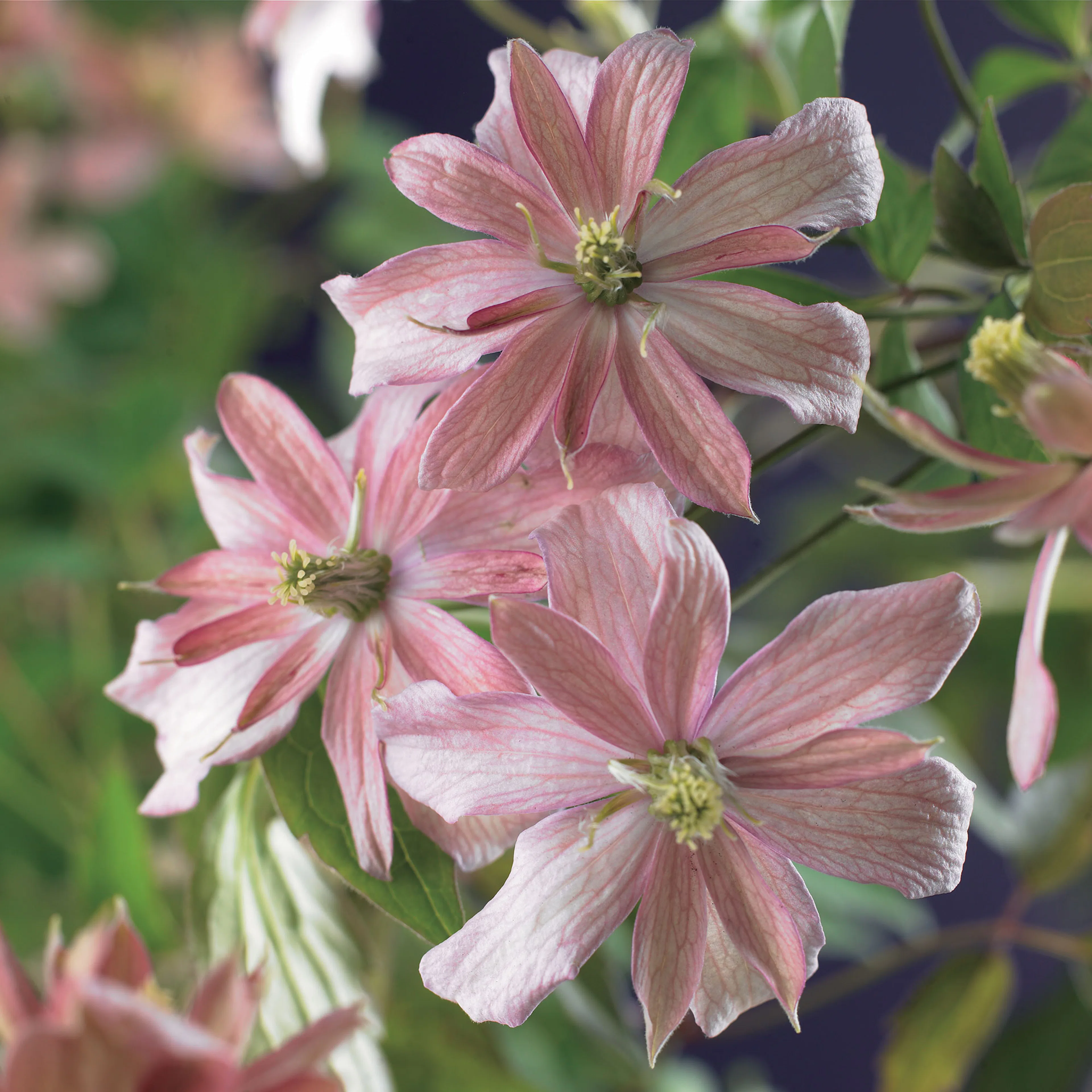 Klätterväxt Bergklematis Omnia Garden Broughton Star 40-60 cm