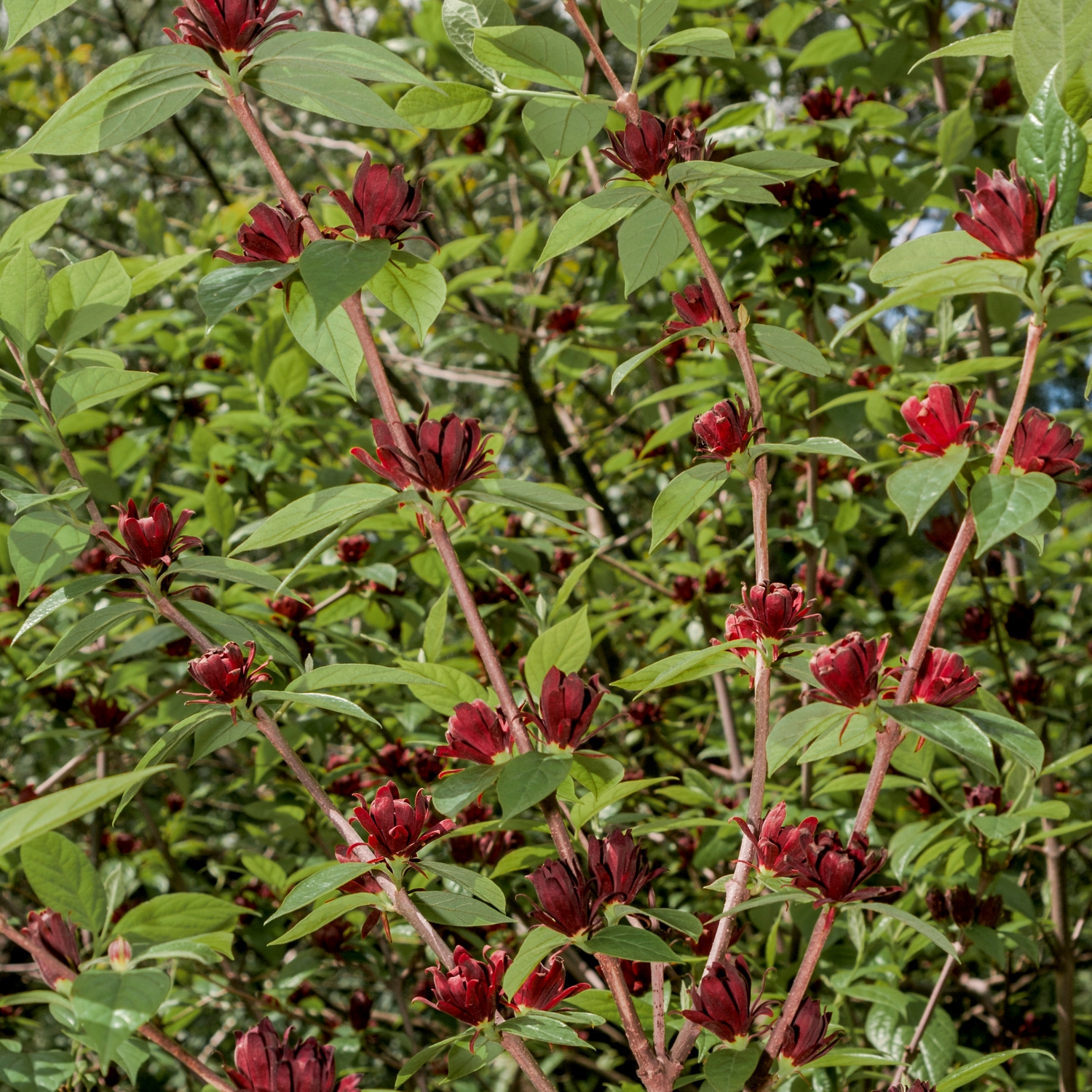 Kryddbuske Omnia Garden 150-200 cm