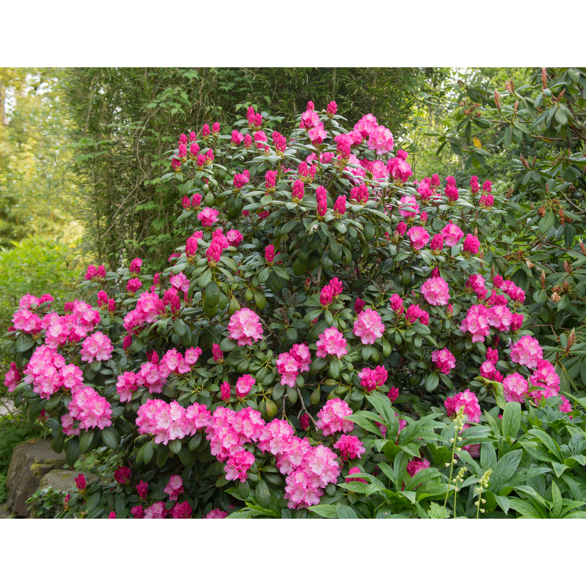 Rhododendron Omnia Garden Polaris Rosa Dvärg 25-30 cm