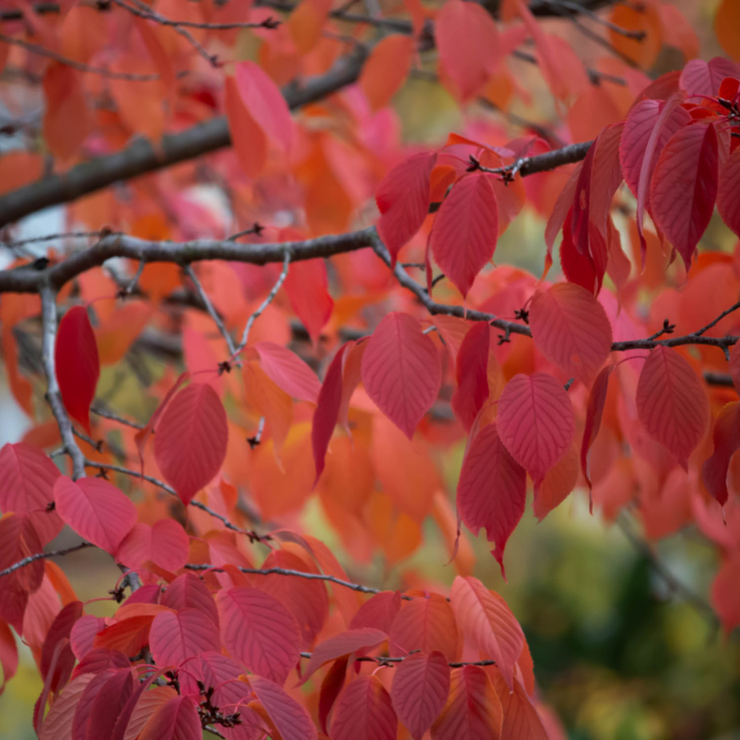 Prydnadsbuske Omnia Garden Solitär Bergkörsbär med Rosa Blomning & Grönt Lövverk, 150-200cm