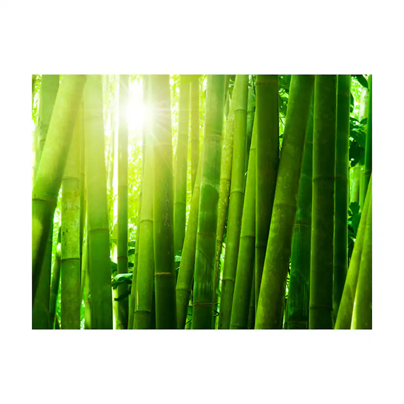 Fototapet Arkiio Sol Och Bambu