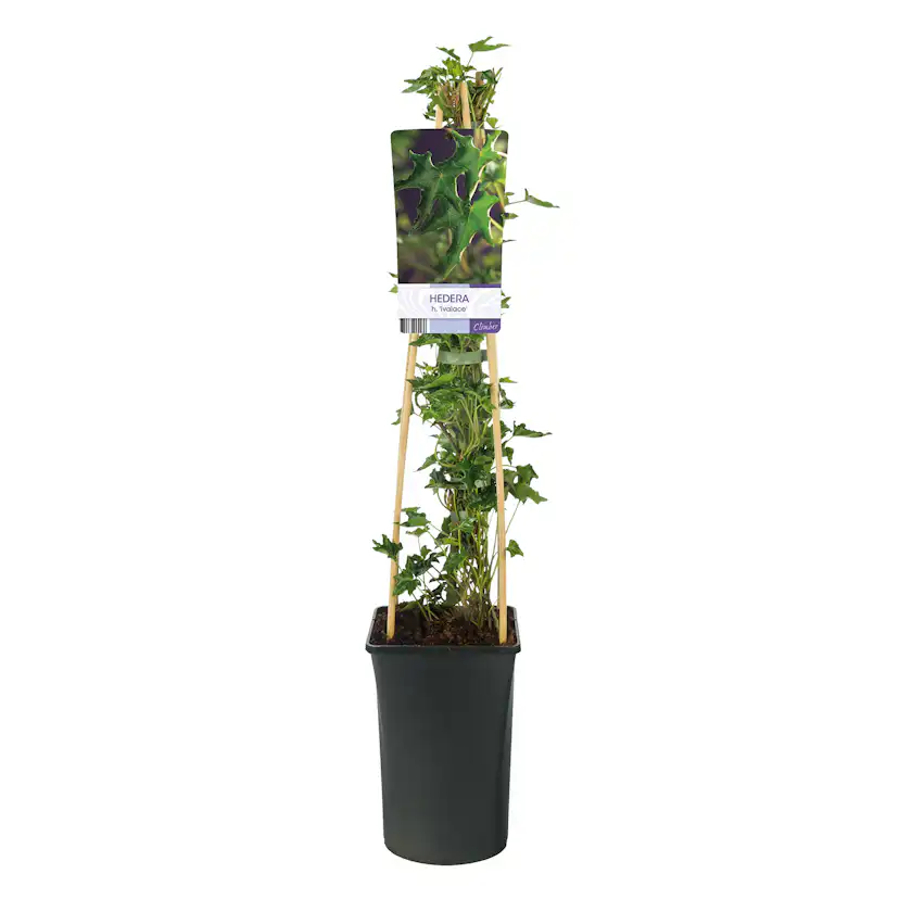 Klätterväxt Murgröna Ivalace Omnia Garden 40-60 cm