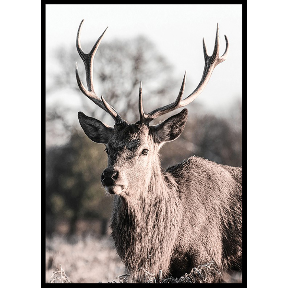 Poster Gallerix Deer Up Close