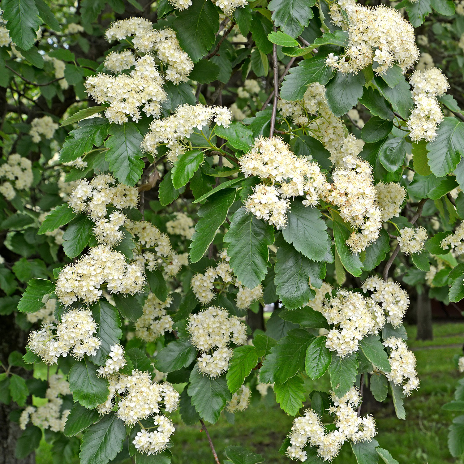 Prydnadsträd Omnia Garden Oxel