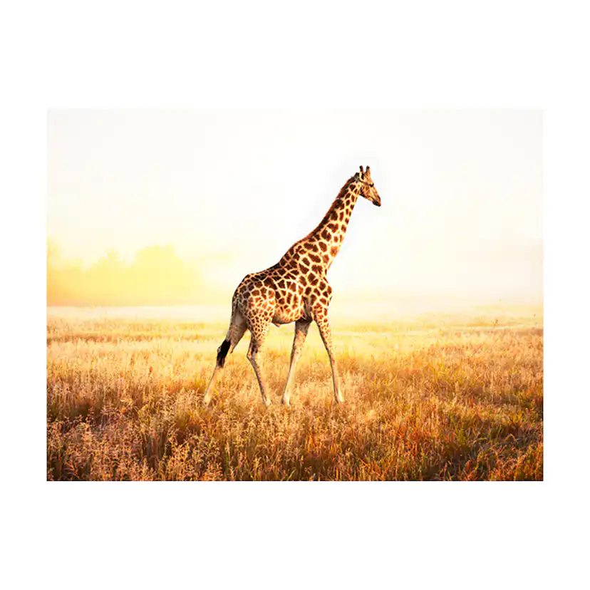 Fototapet Arkiio Giraff Gå