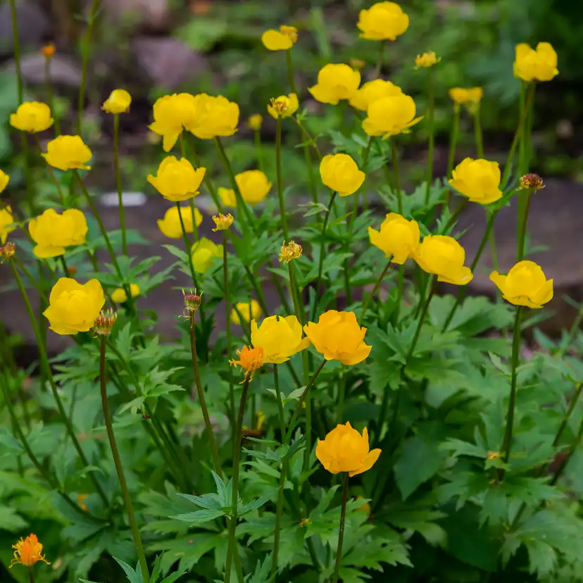 Planta Omnia Garden Smörboll