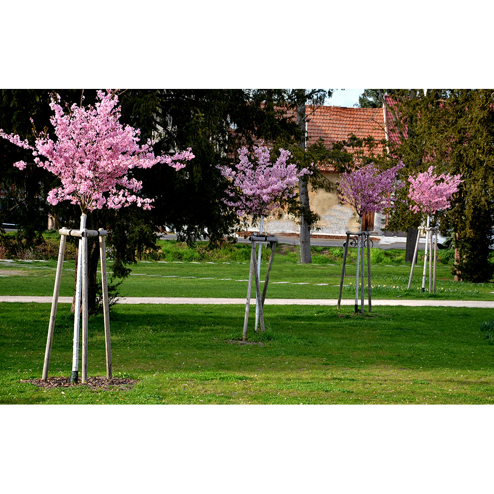 Prydnadsträd Japanskt körsbär Omnia Garden Prunus Kanzan 100-120 cm