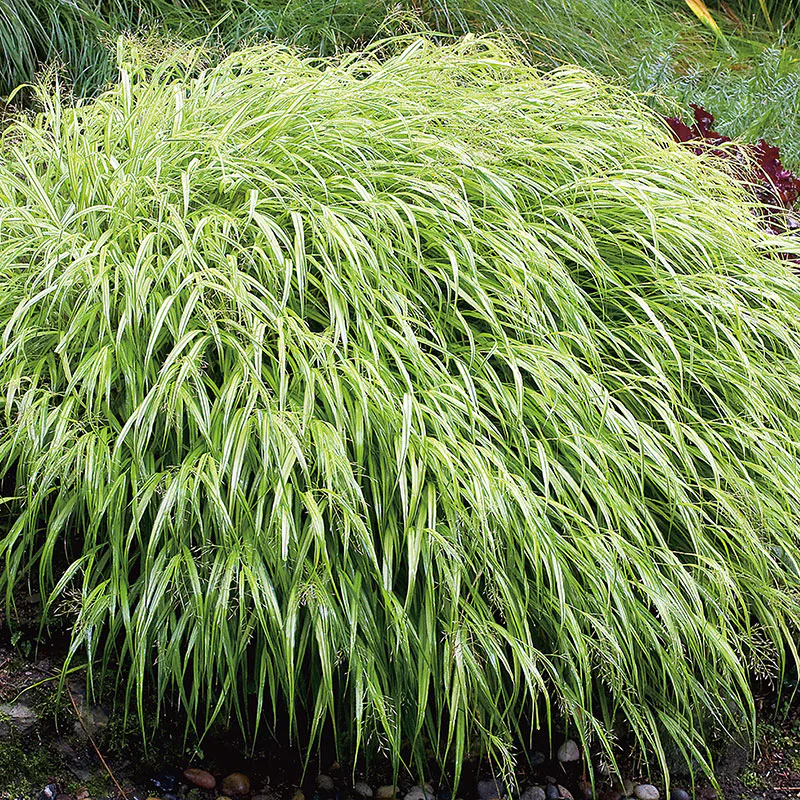 Prydnadsgräs Omnia Garden Hakonegräs Hakonechloa Macra Liten Kruka
