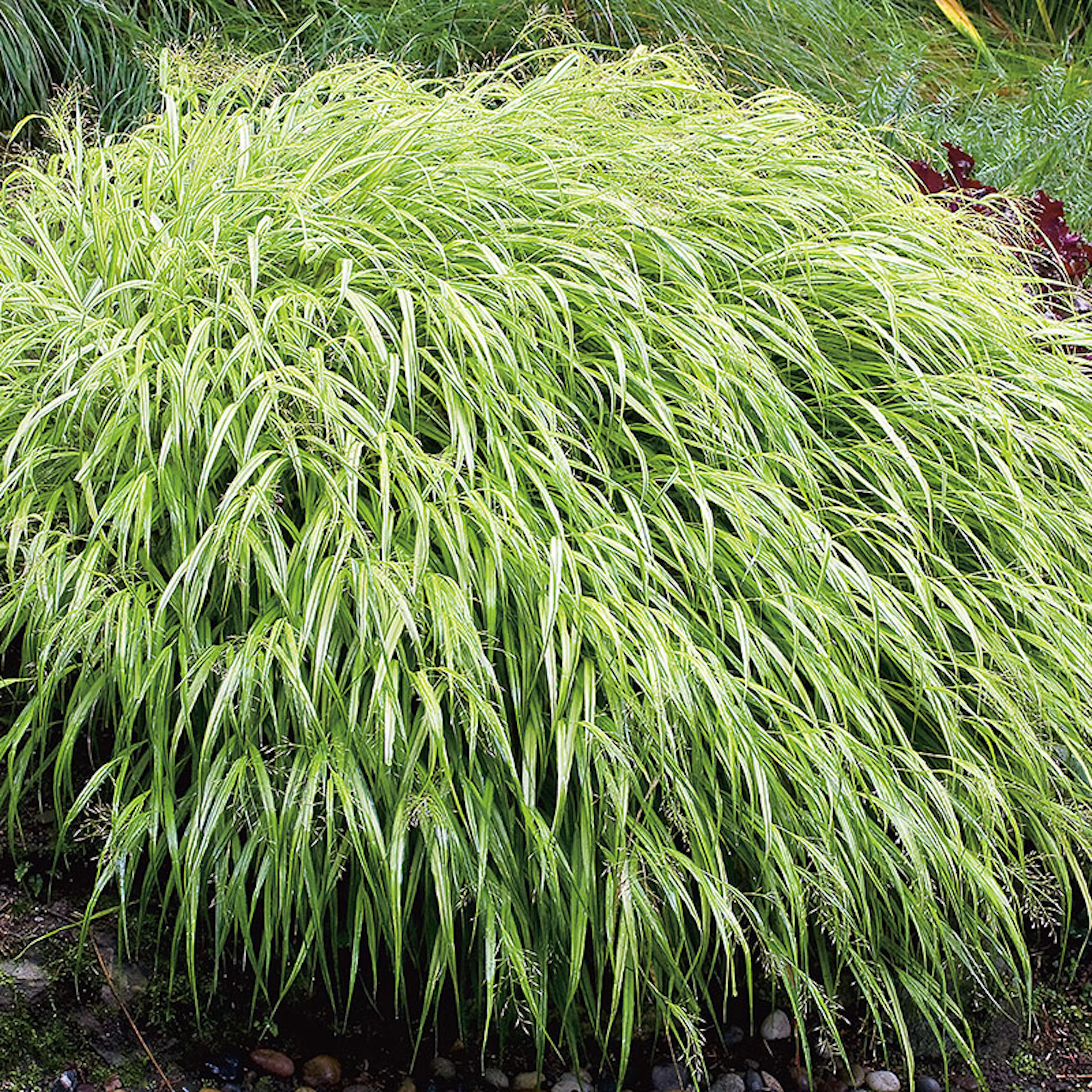 Prydnadsgräs Omnia Garden Hakonegräs Hakonechloa Macra Liten Kruka