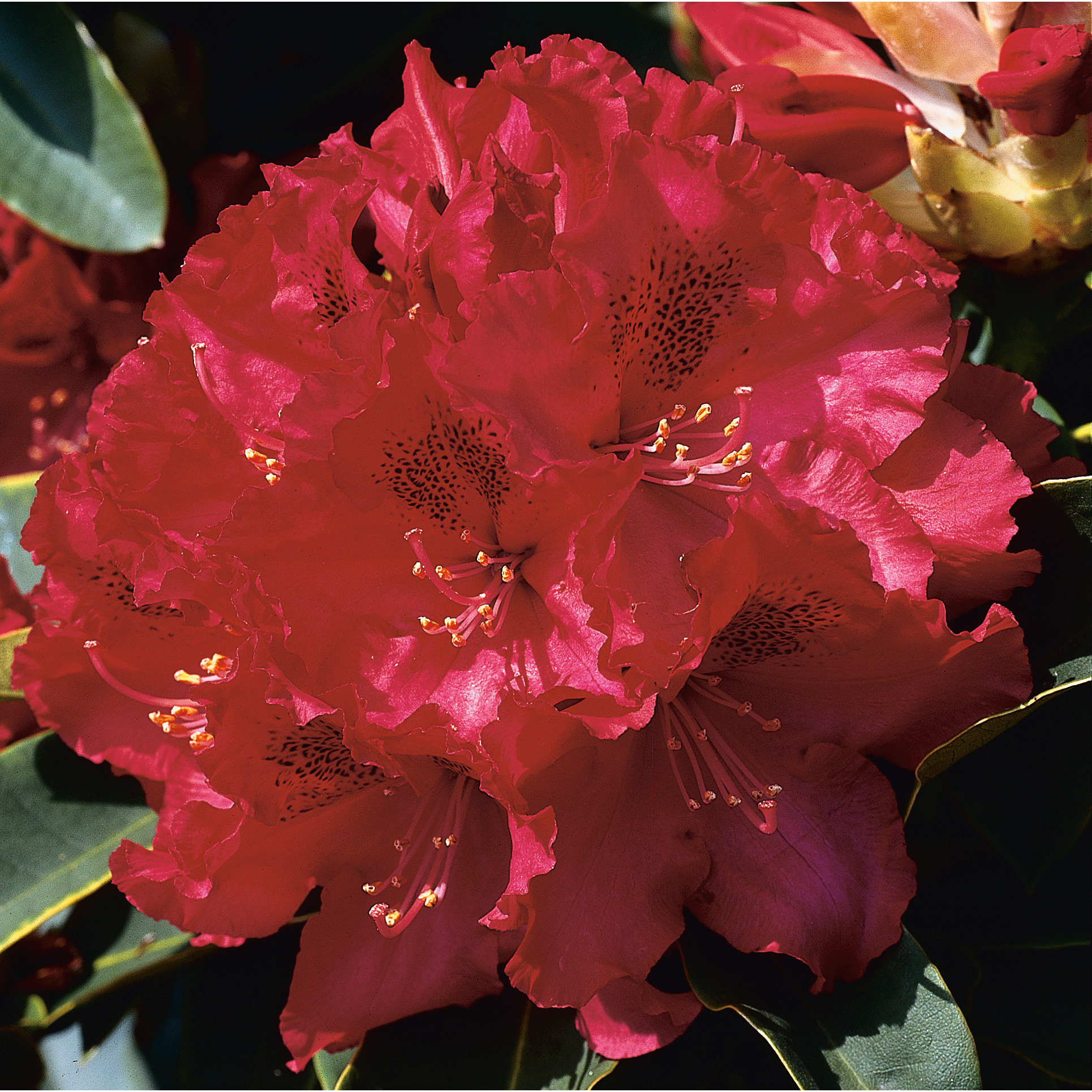 Rhododendron Omnia Garden Nova Zembla Rödrosa Buske 30-40 cm