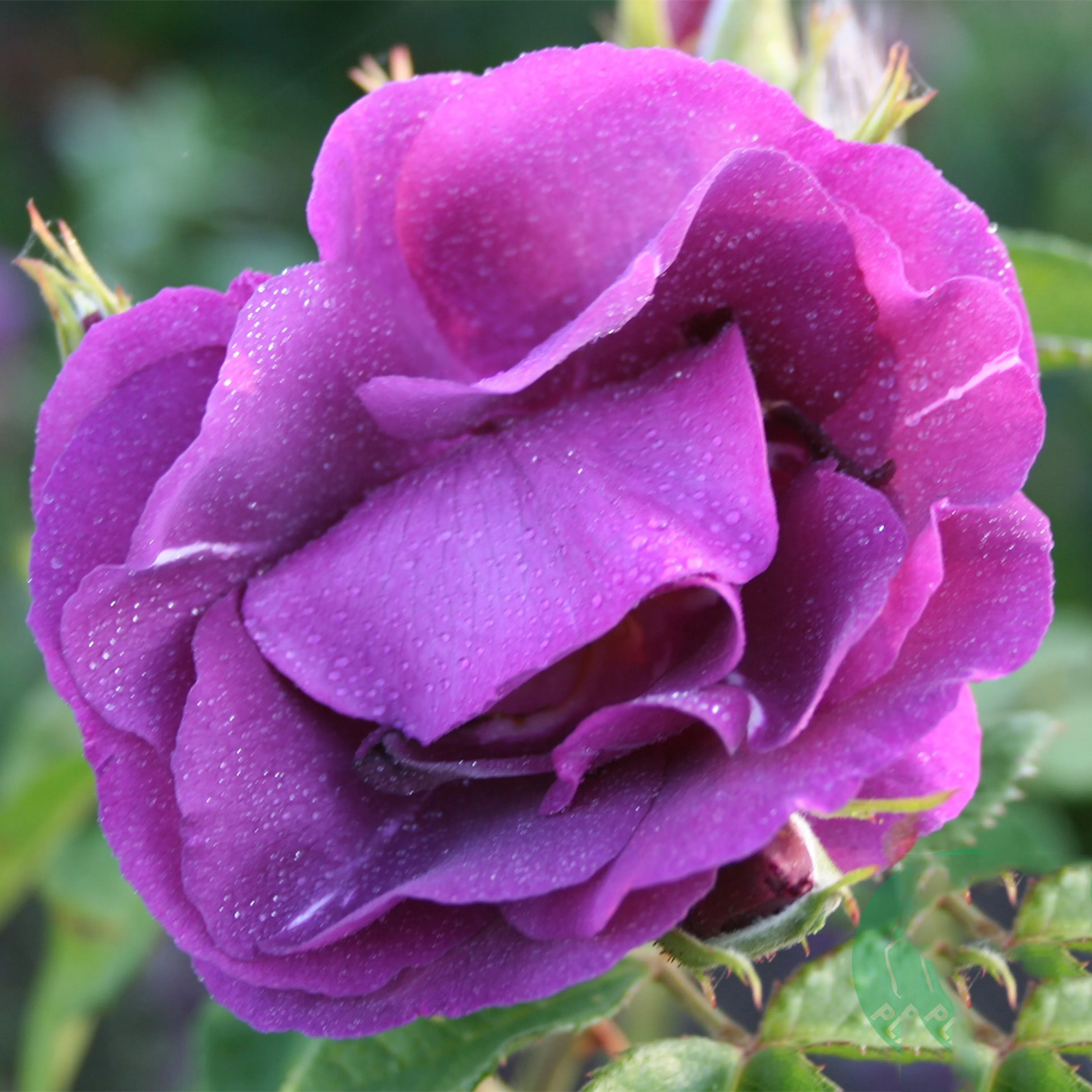 Rosa "Rhapsody in Blue", 10-pack 10-pack