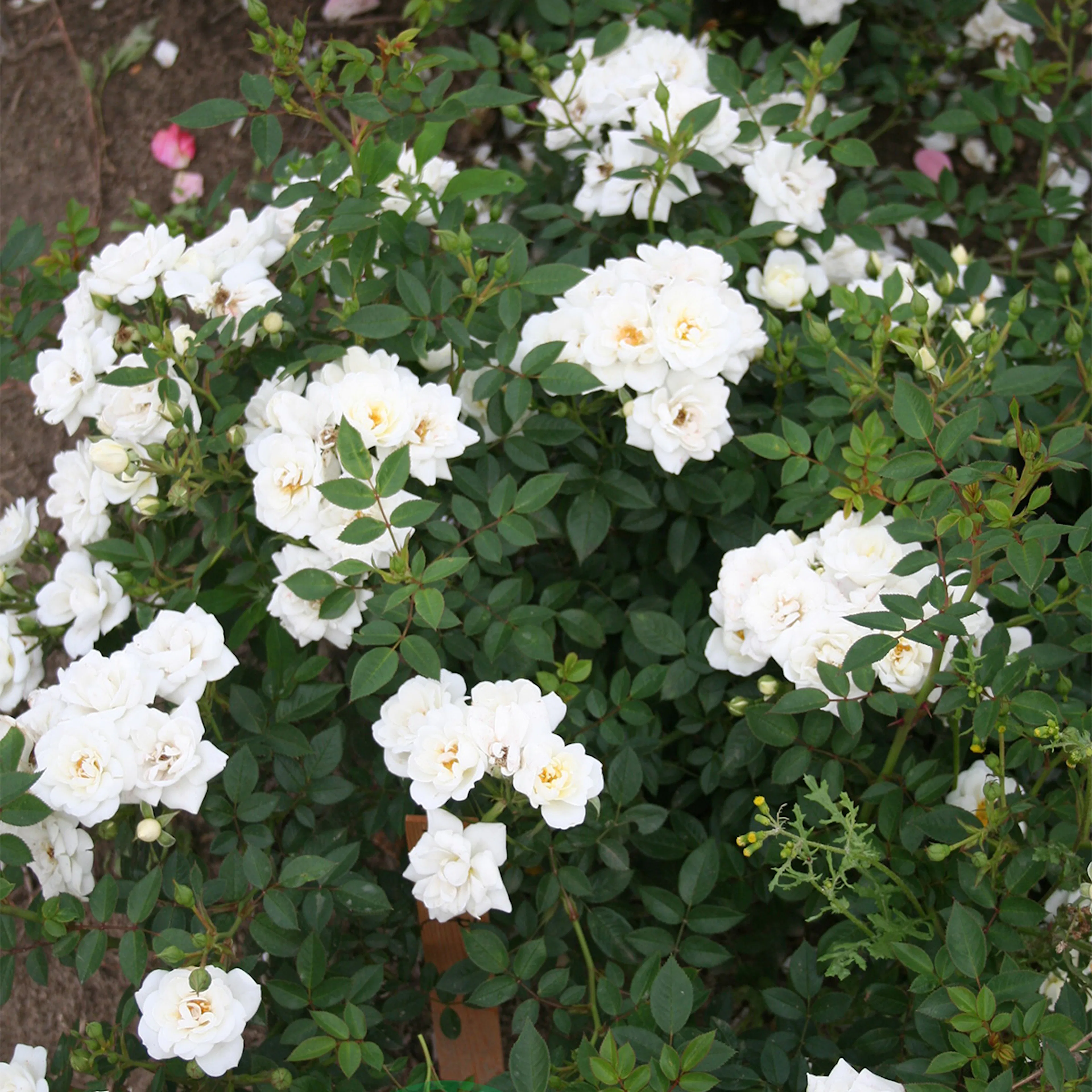 Rosa "White Cover", 10-pack 10-pack