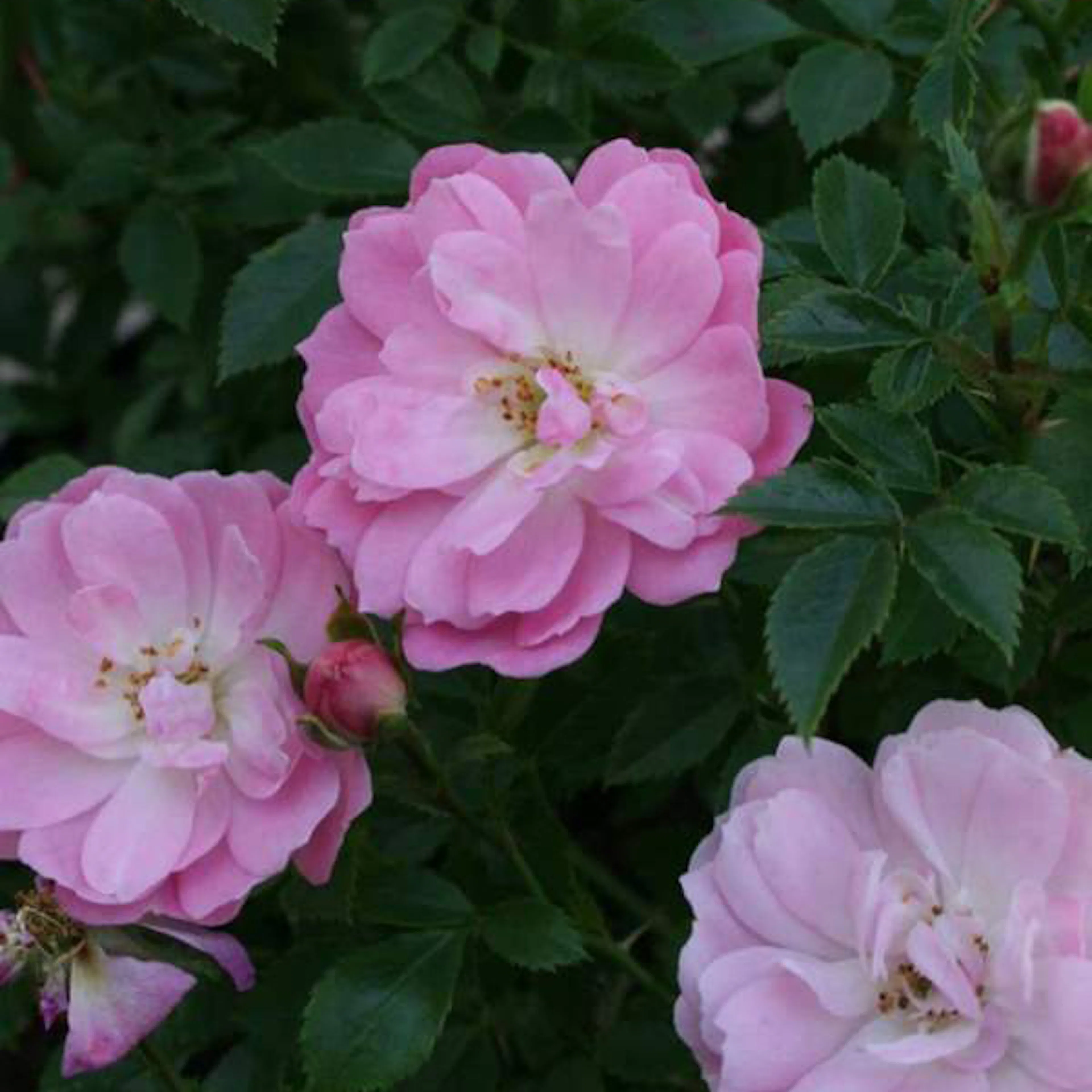 Rosa "Easy Cover", 5-pack 5-pack