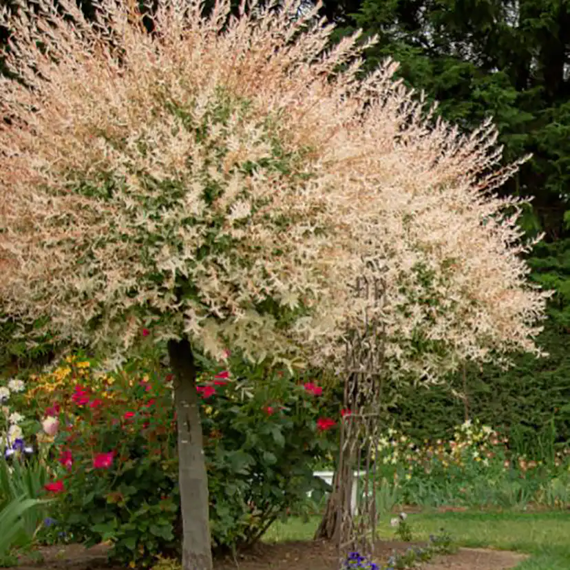 Eukalyptusvide Omnia Garden Prydnadsträd 80-100 cm Höjd, Grönt & Rosa Bladverk