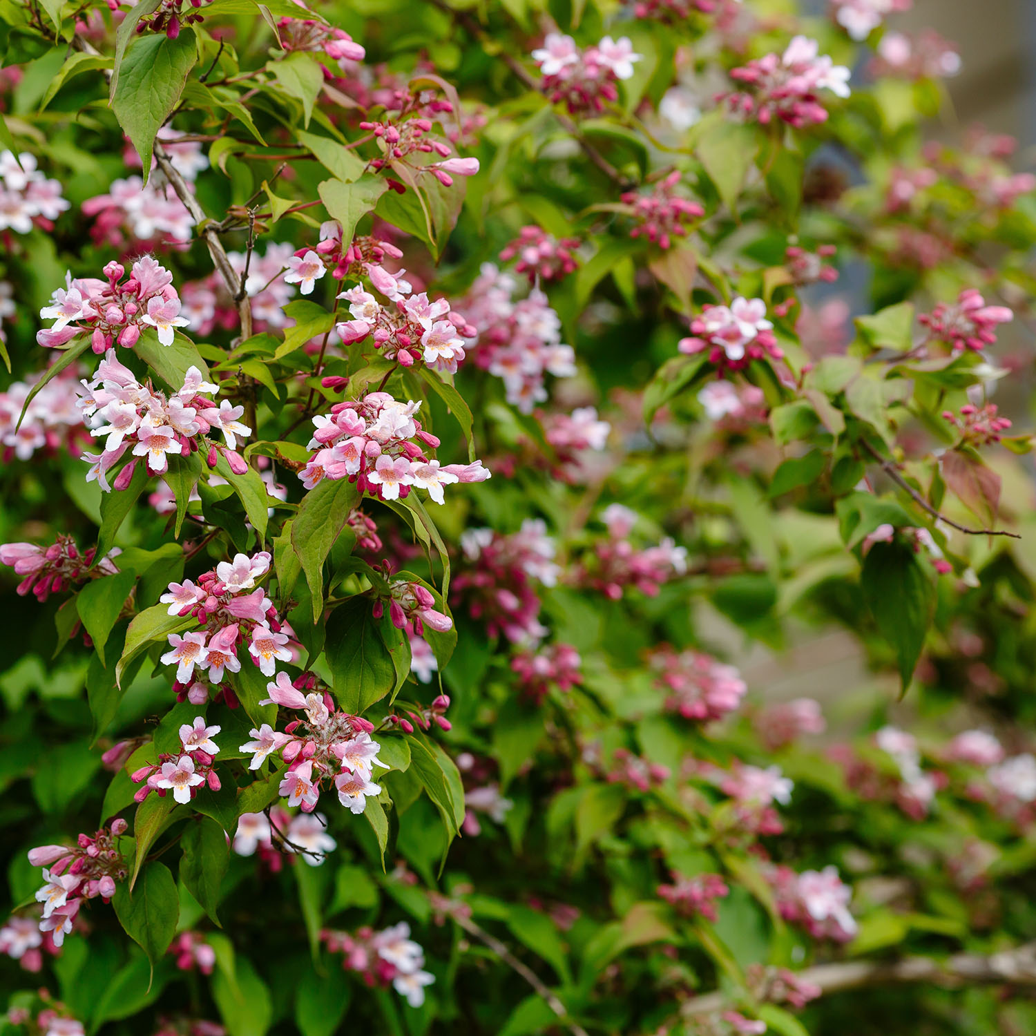 Paradisbuske Omnia Garden Solitär Prydnadsbuske Rosa Blomning 125-150 cm