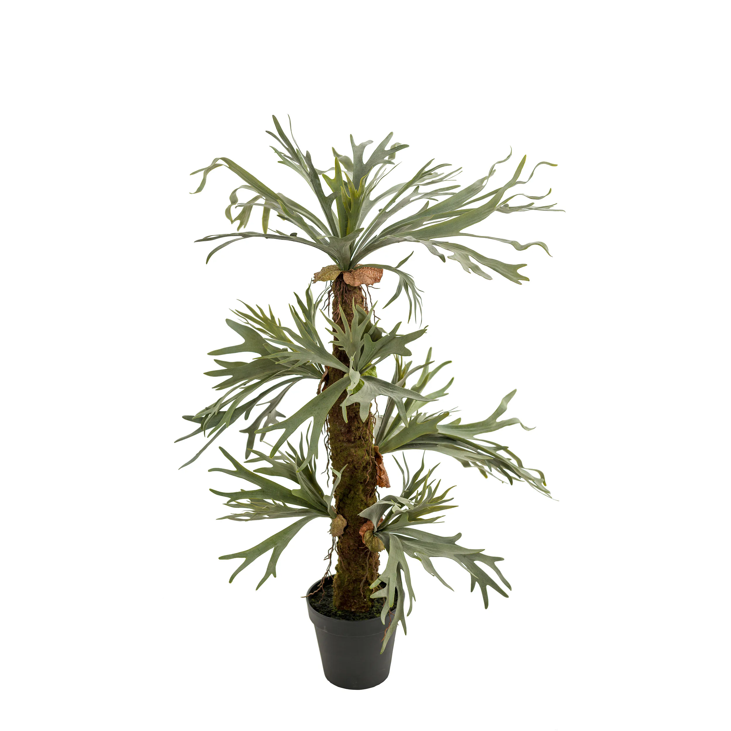 Konstväxt Mr Plant Älghornsbräken