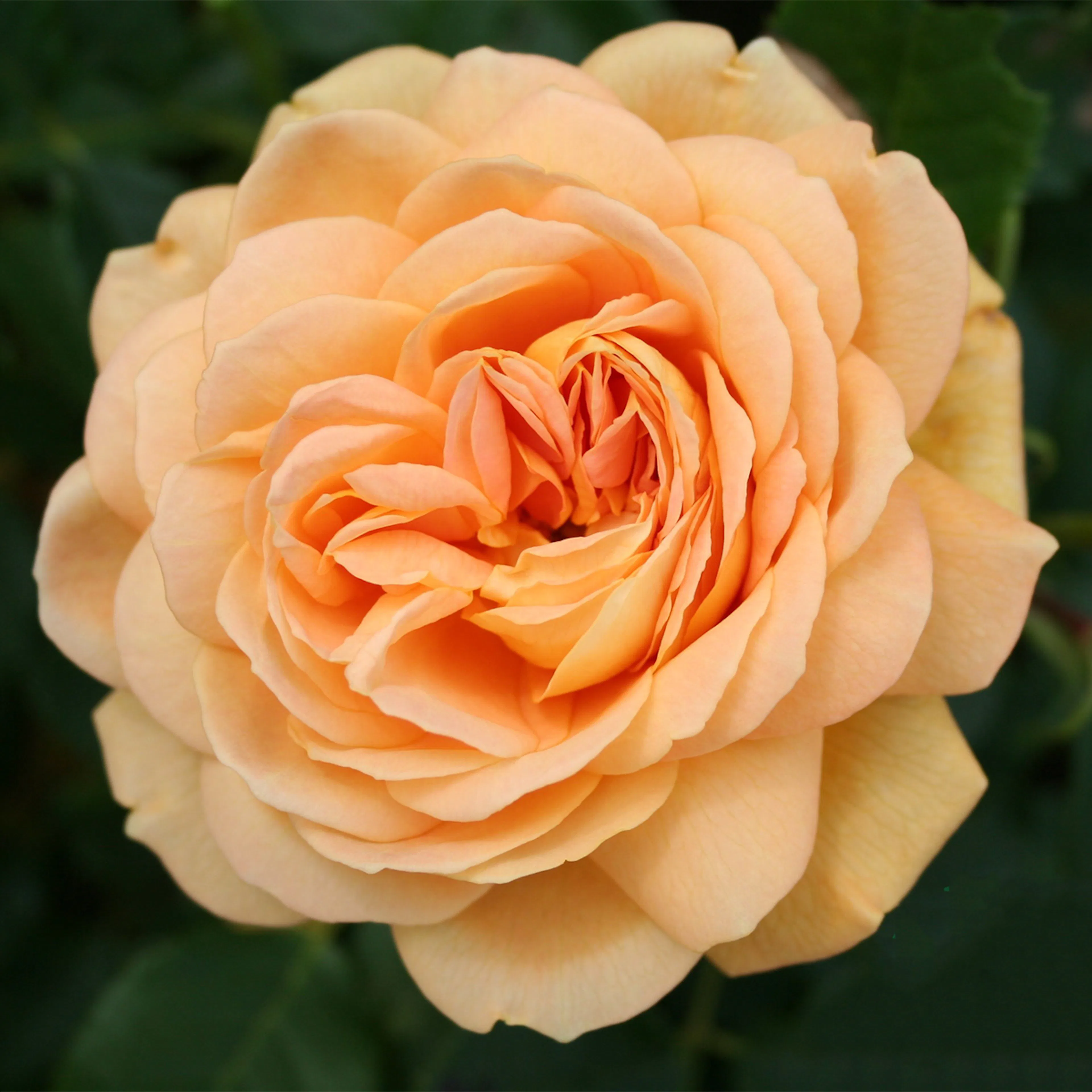 Rosa "Golden Celebration", 5-pack 5-pack