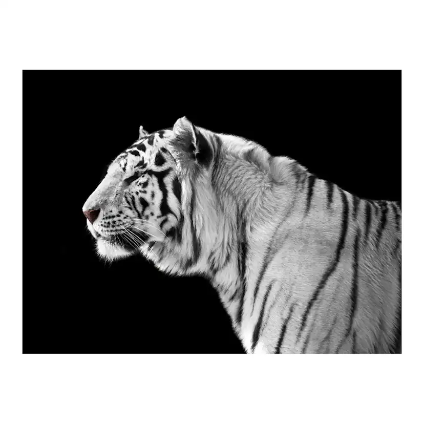 Fototapet Arkiio Vit Tiger