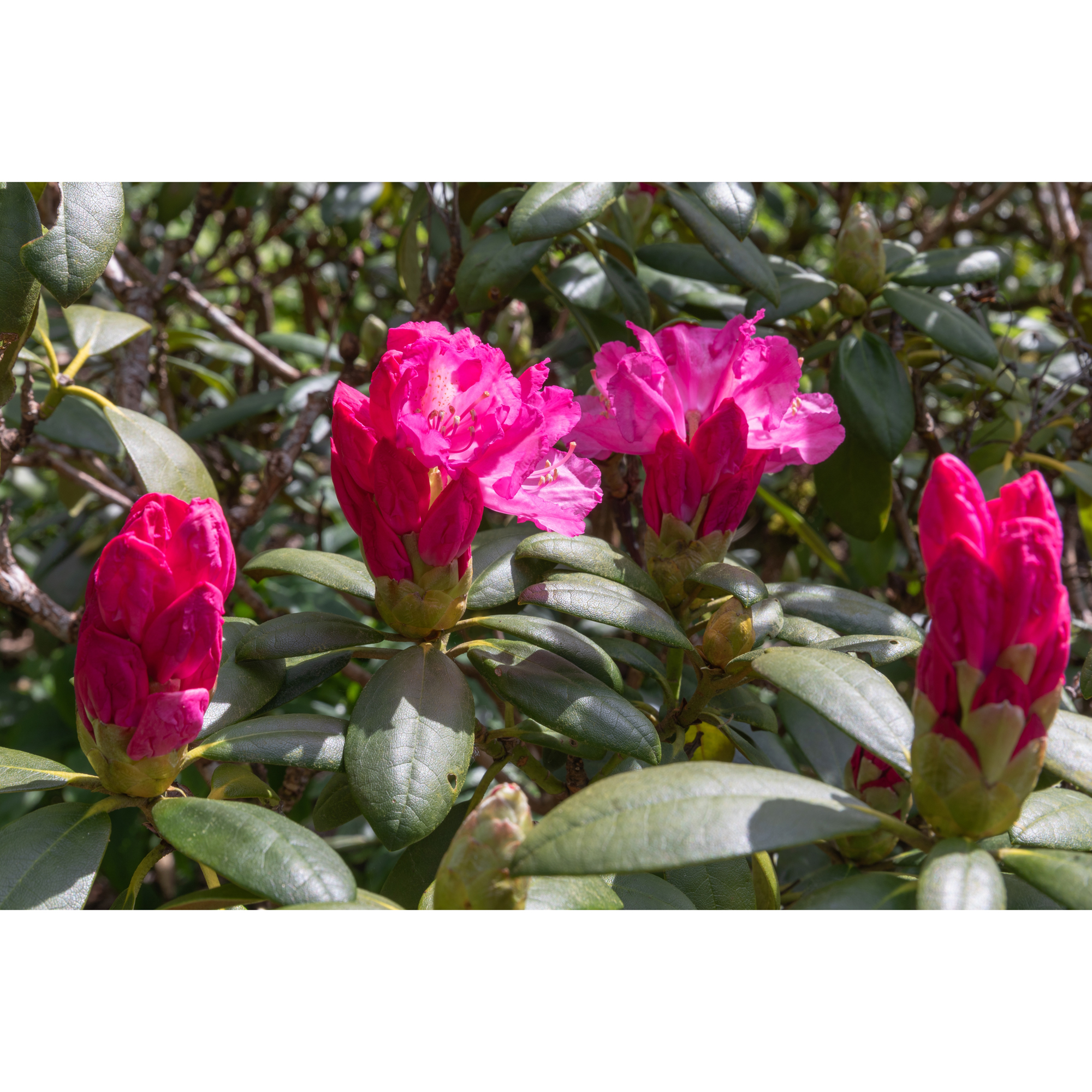 Rhododendron Omnia Garden Polaris Rosa Dvärg 25-30 cm
