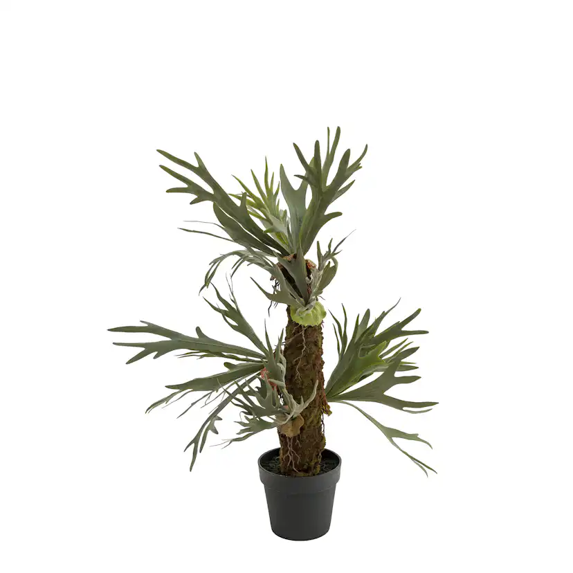 Konstväxt Mr Plant Älghornsbräken