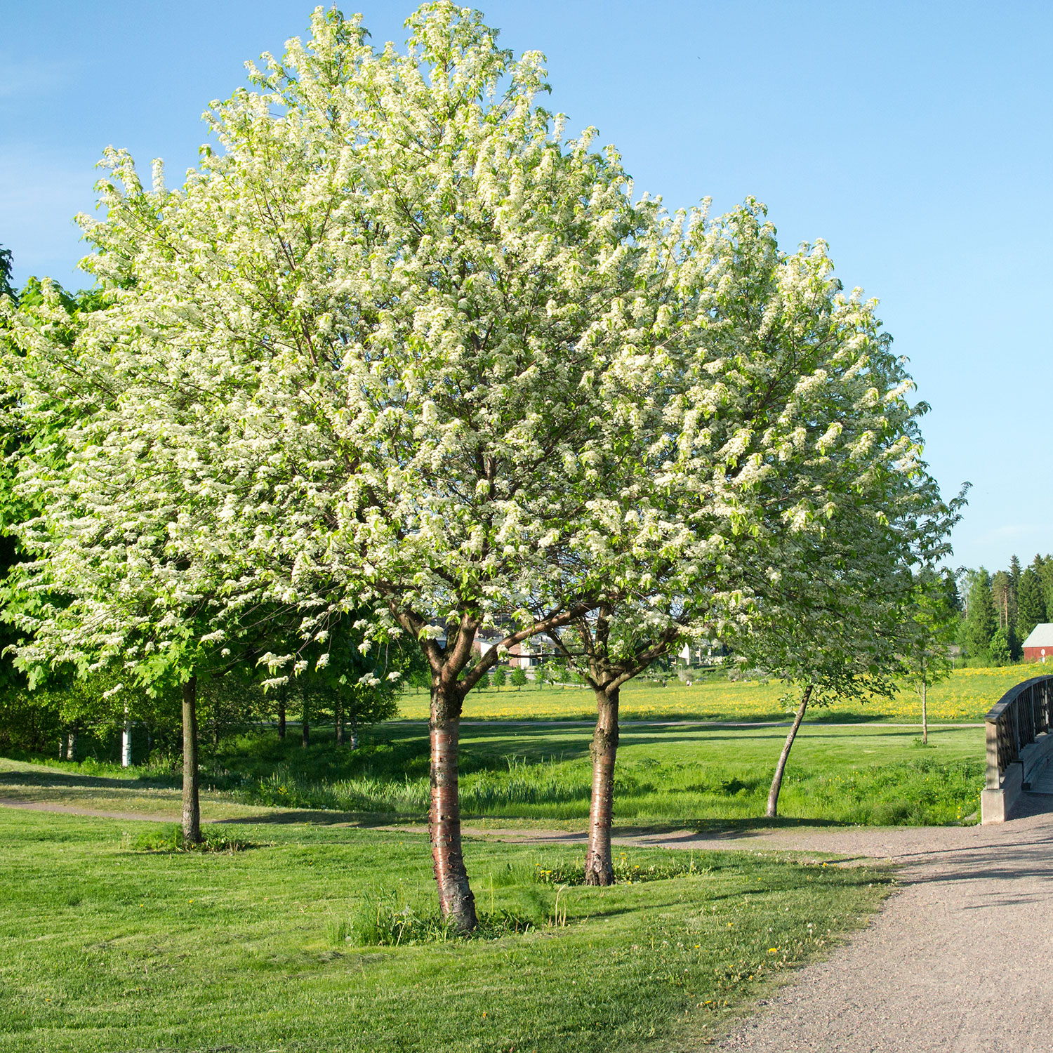 Prydnadsträd Omnia Garden Oxel