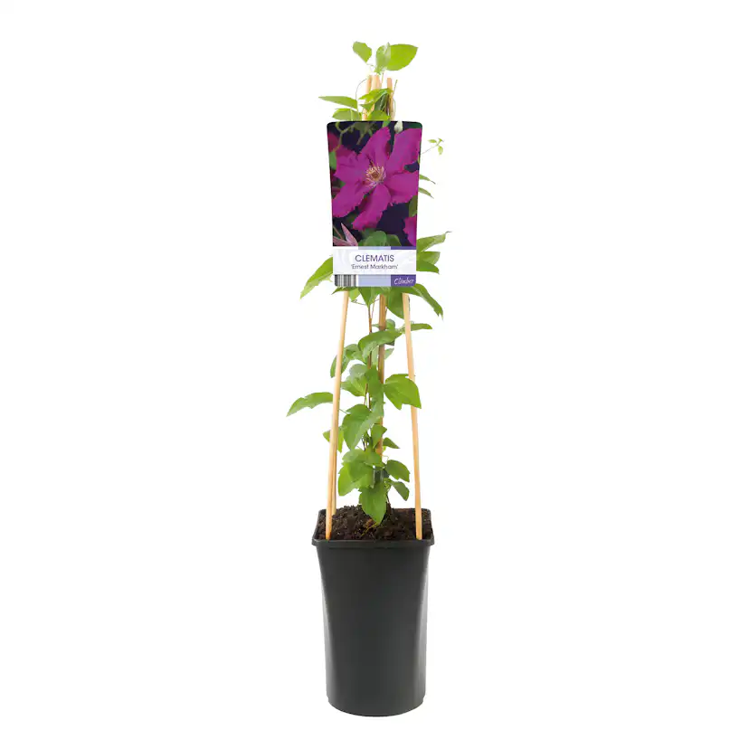 Klätterväxt Storblommig Klematis Omnia Garden Ernest Markham 40-60 cm