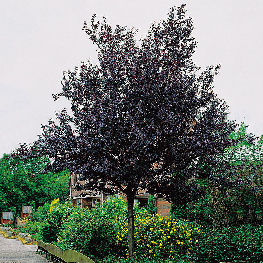 Prydnadsträd Omnia Garden Blodplommon Prunus cerasifera 100-120 cm