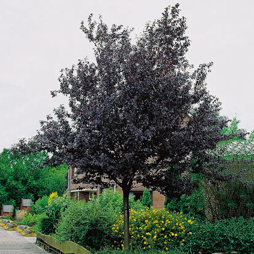 Prydnadsträd Omnia Garden Blodplommon Prunus cerasifera 100-120 cm