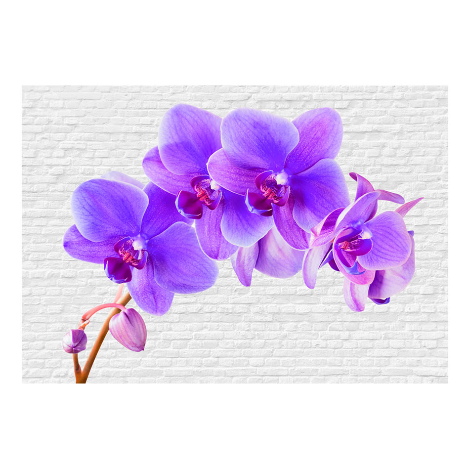 Fototapet Arkiio Viole