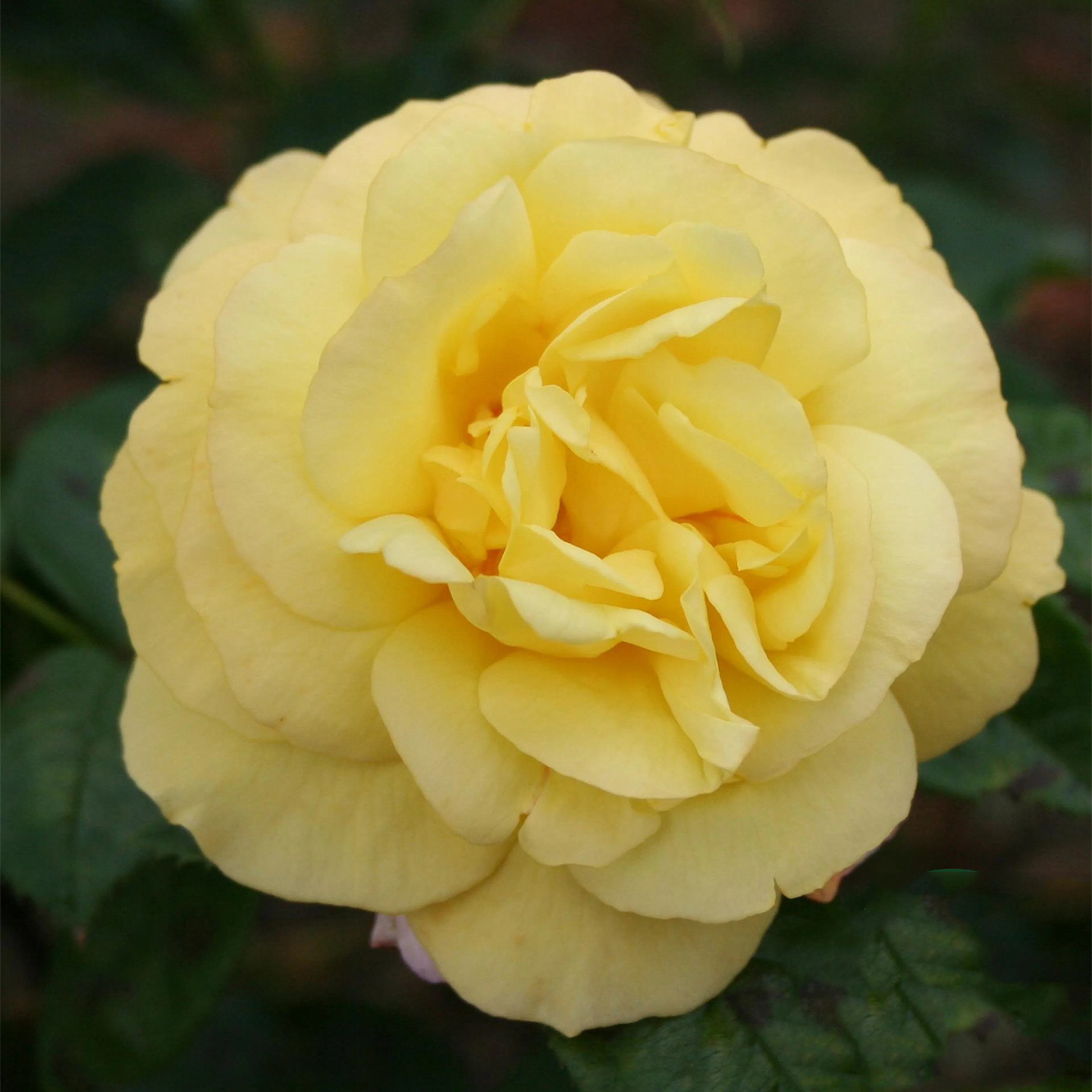 Rosa "China Town", 5-pack 5-pack