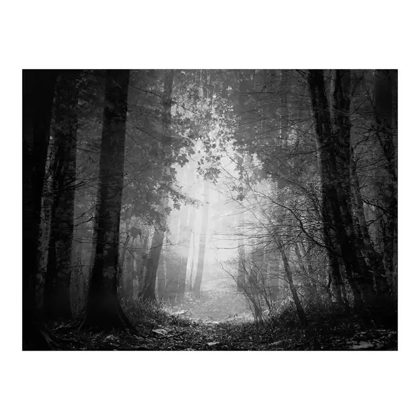 Fototapet Arkiio Forest Of Shadows