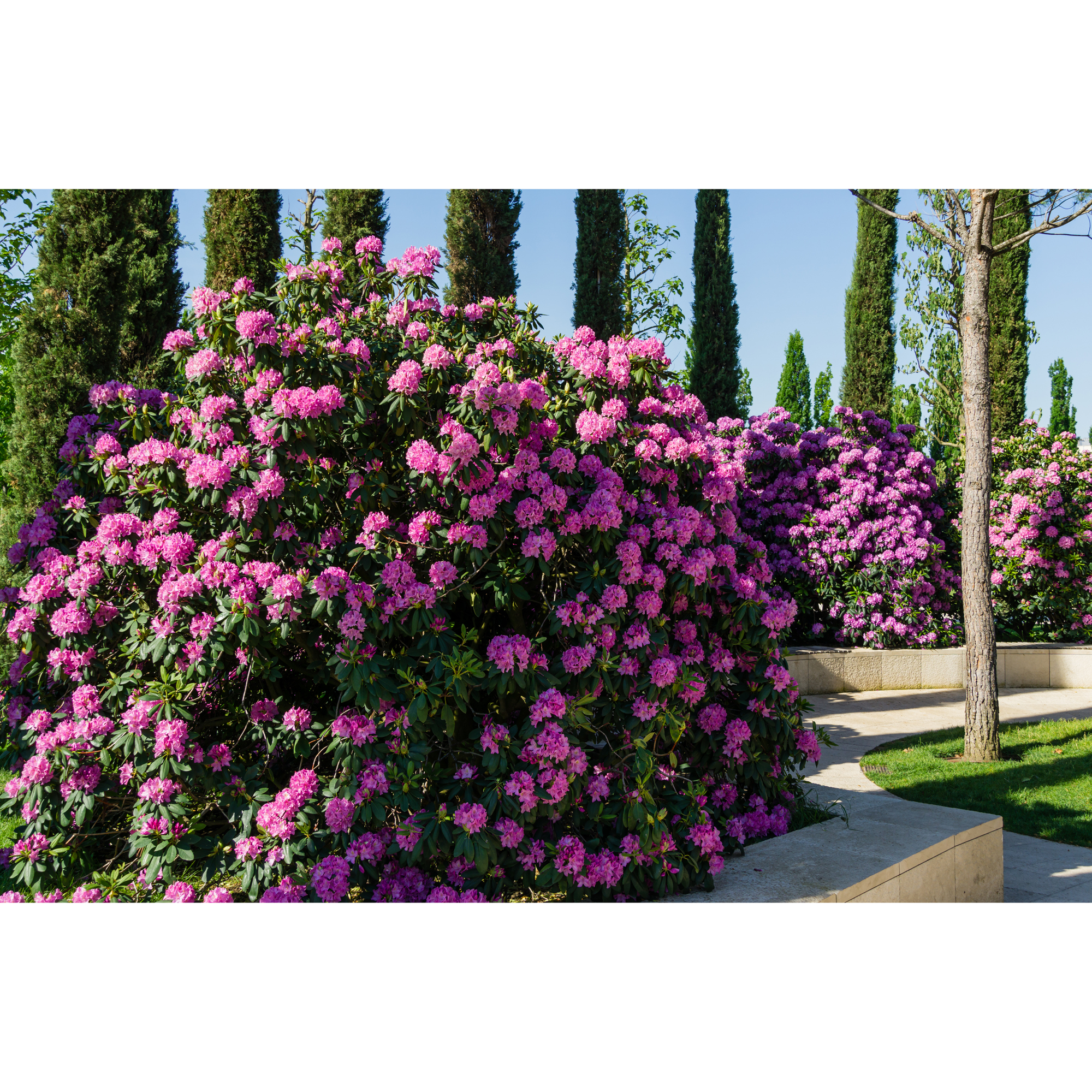 Rhododendron Omnia Garden Roseum Elegans Rosalila Buske 30-40 cm