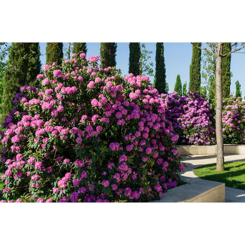 Rhododendron Omnia Garden Roseum Elegans Rosalila Buske 30-40 cm