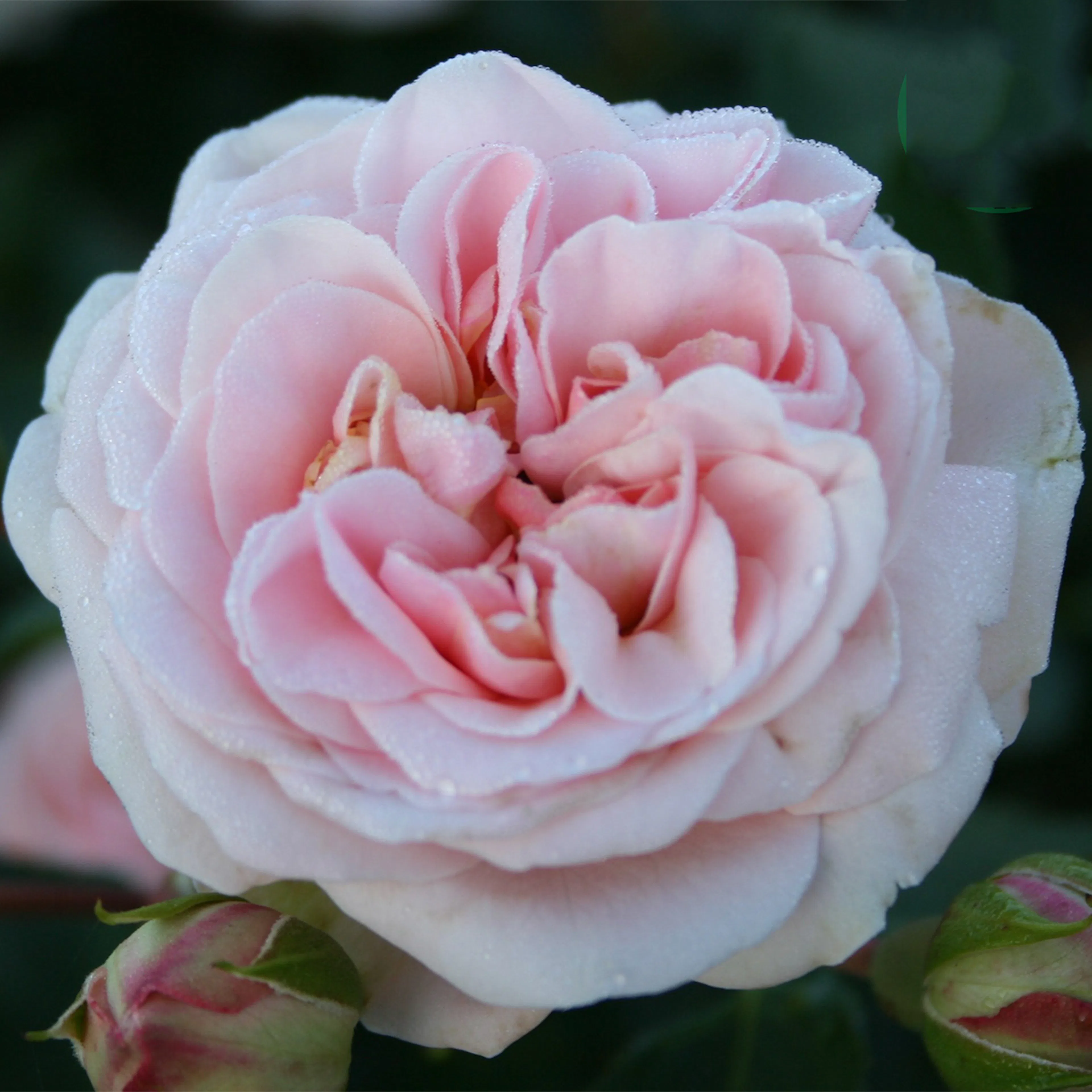Rosa "Dronning Margrethe", 10-pack 10-pack