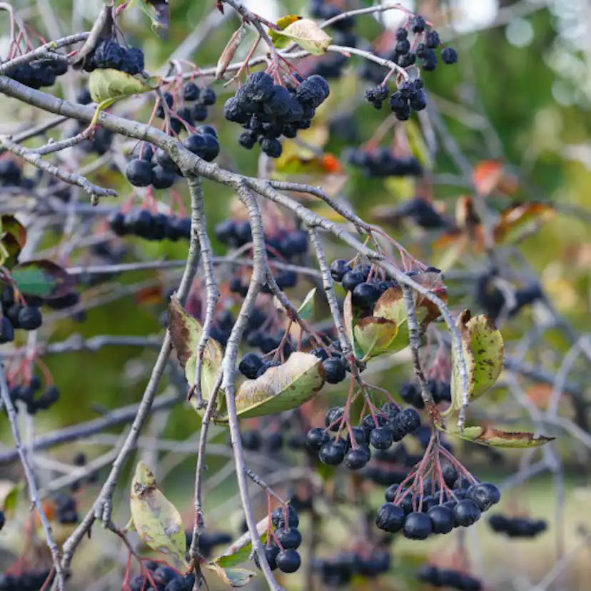 Prydnadsbuske Frilandshibiskus Omnia Garden Woodbridge