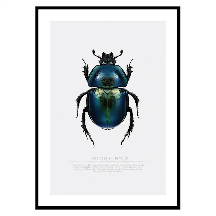 Poster Gallerix Beetle Display