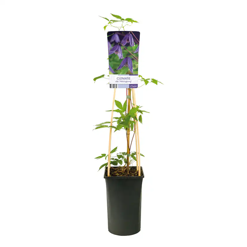 Klätterväxt Klematis Omnia Garden Helsingborg 40-60 cm