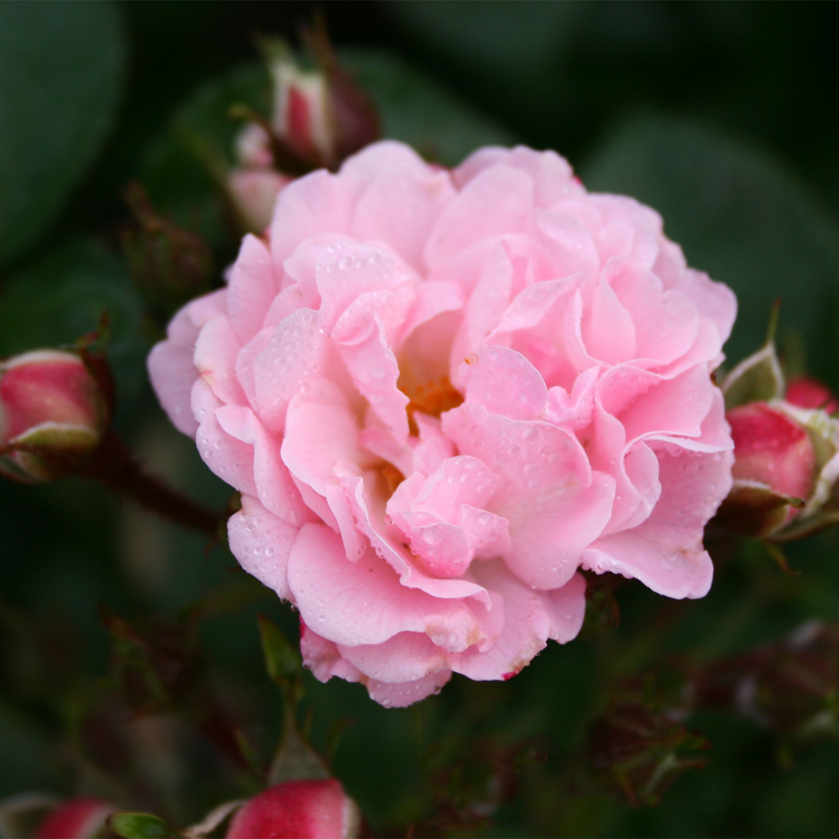 Storblommig Klätterros Omnia Garden Rosenholm