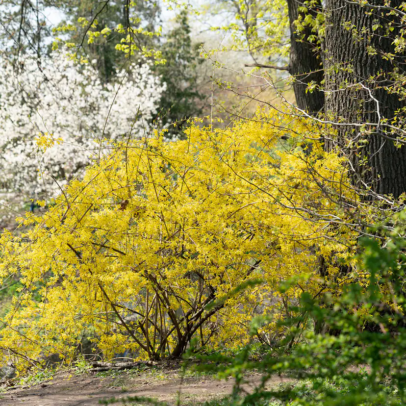Prydnadsbuske Omnia Garden Prydnadsbuske Hybridforsythia 125-150cm
