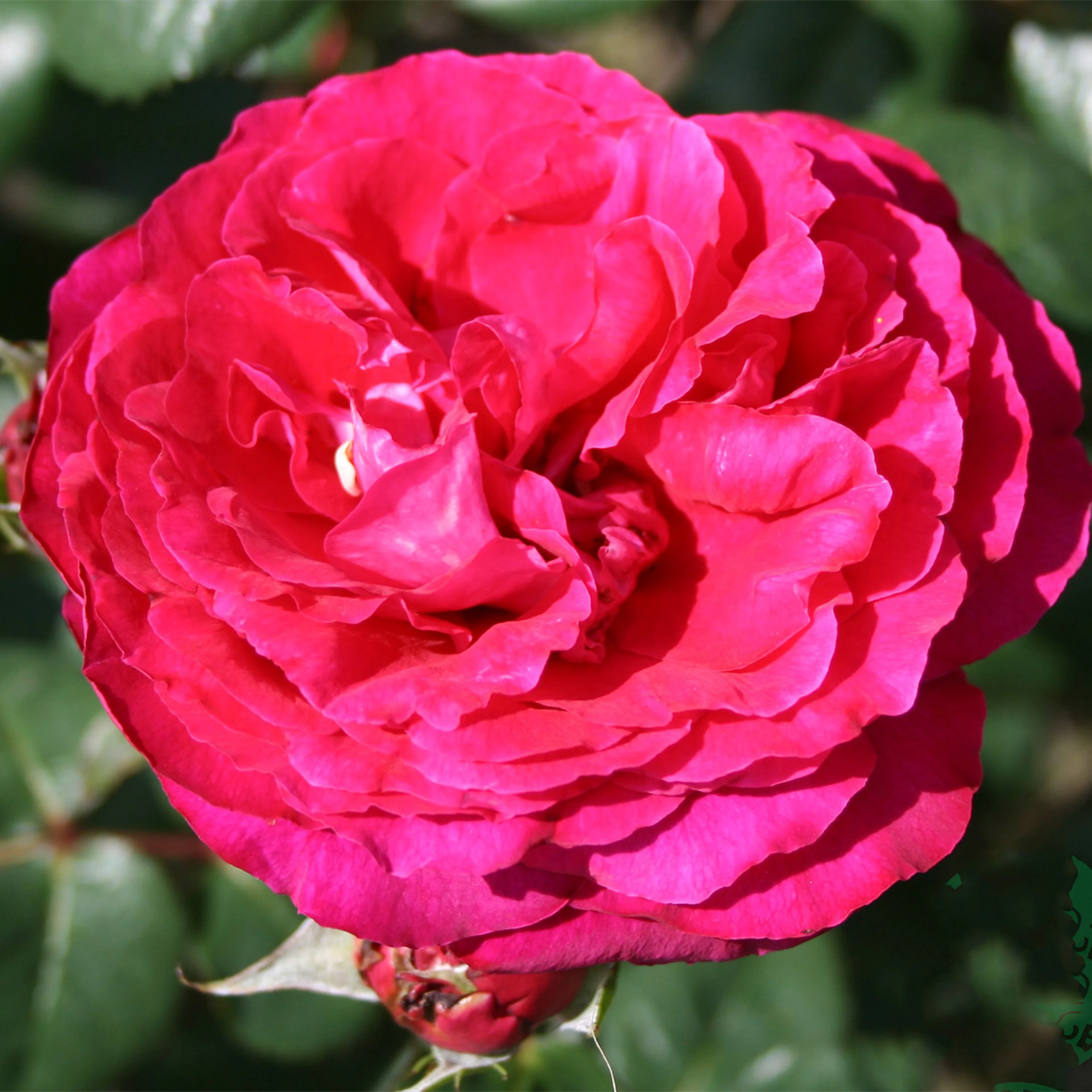 Rosa "Katherine Renaissance", 5-pack 5-pack