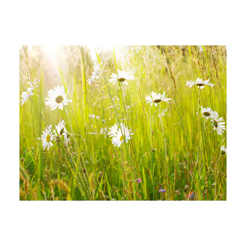 Fototapet Arkiio Daisy Field