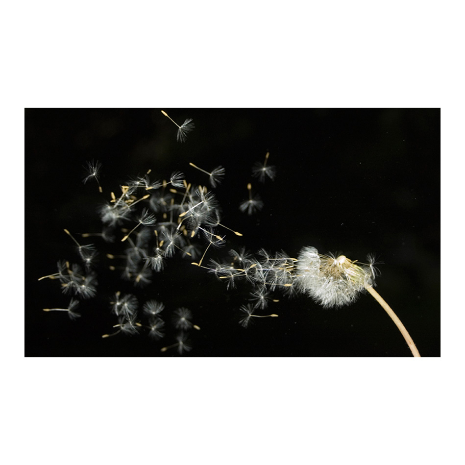 Fototapet Arkiio Maskros frön transporteras med vinden 450x270 cm