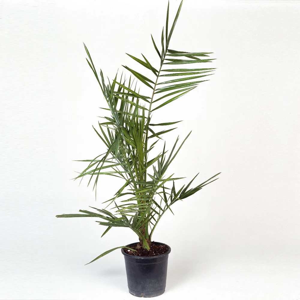Phoenix canariensis, 70/80 cm Leveranshöjd: 95-105 cm