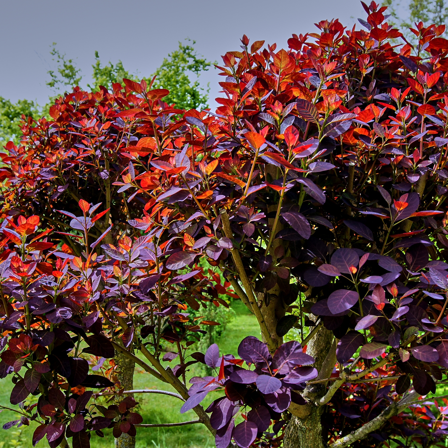 Perukbuske Omnia Garden Rödbladig Royal Purple