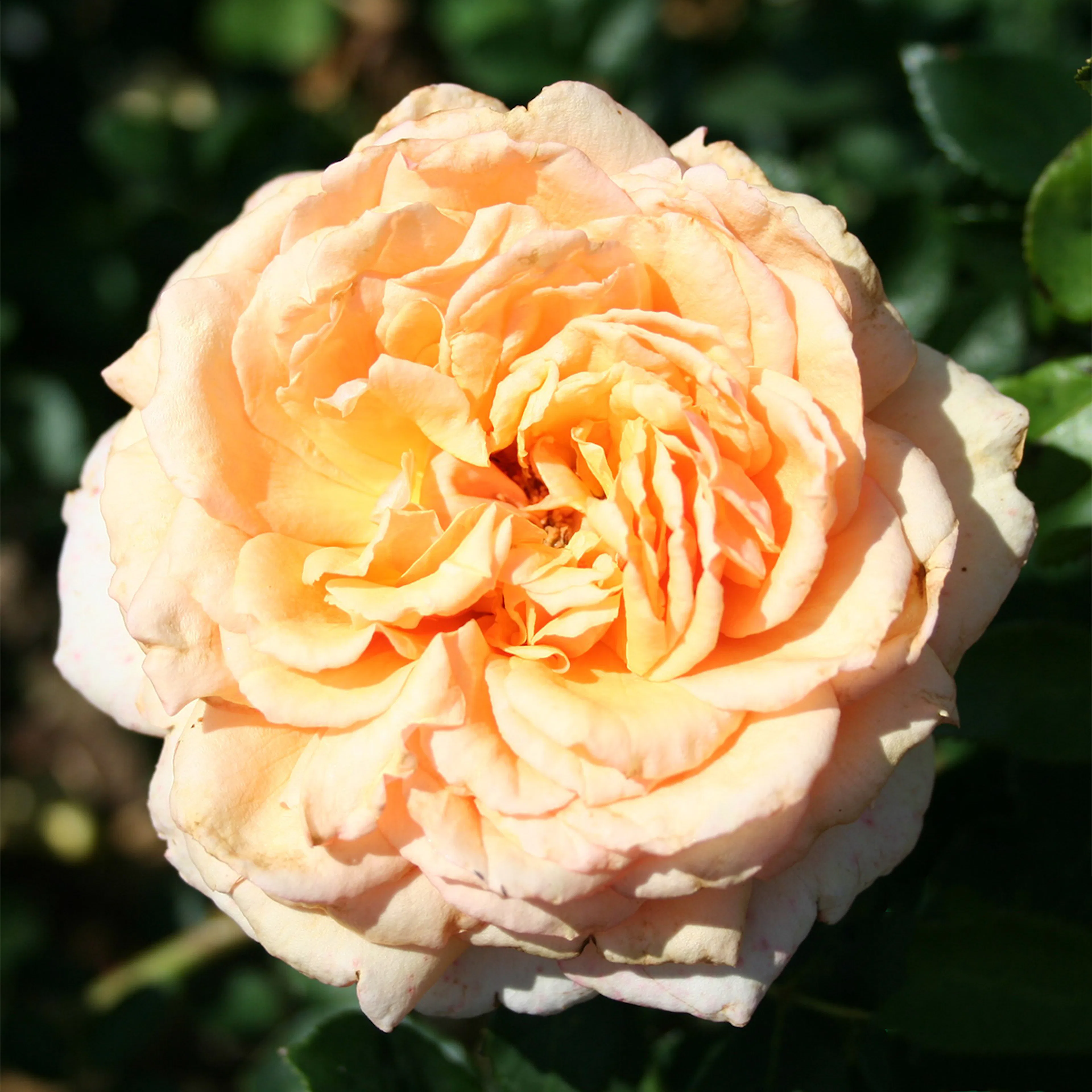 Rosa "Carl Nielsen", 10-pack 10-pack