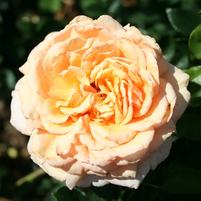 Storblommig Rabattros Omnia Garden Carl Nielsen